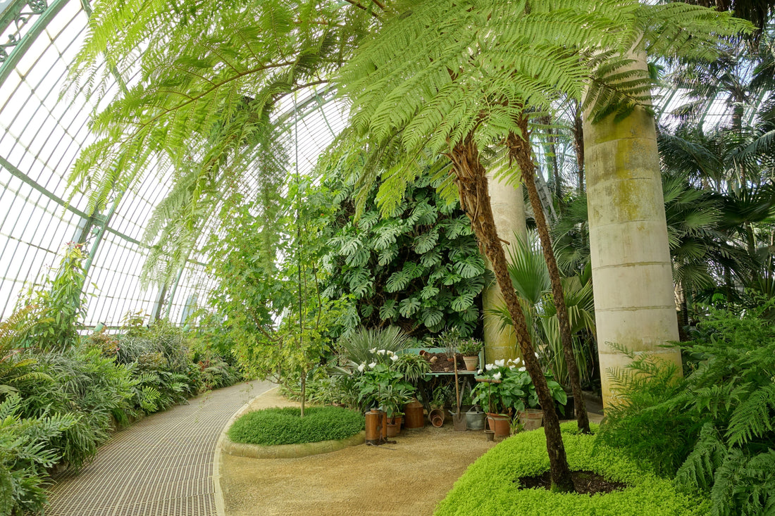 Les meilleures plantes pour un jardin d’hiver en Belgique