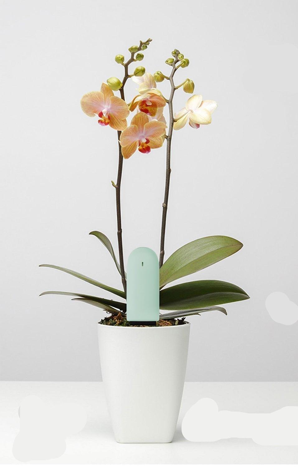 Detecteur Intelligent de Plantes pour un Monitoring Efficace