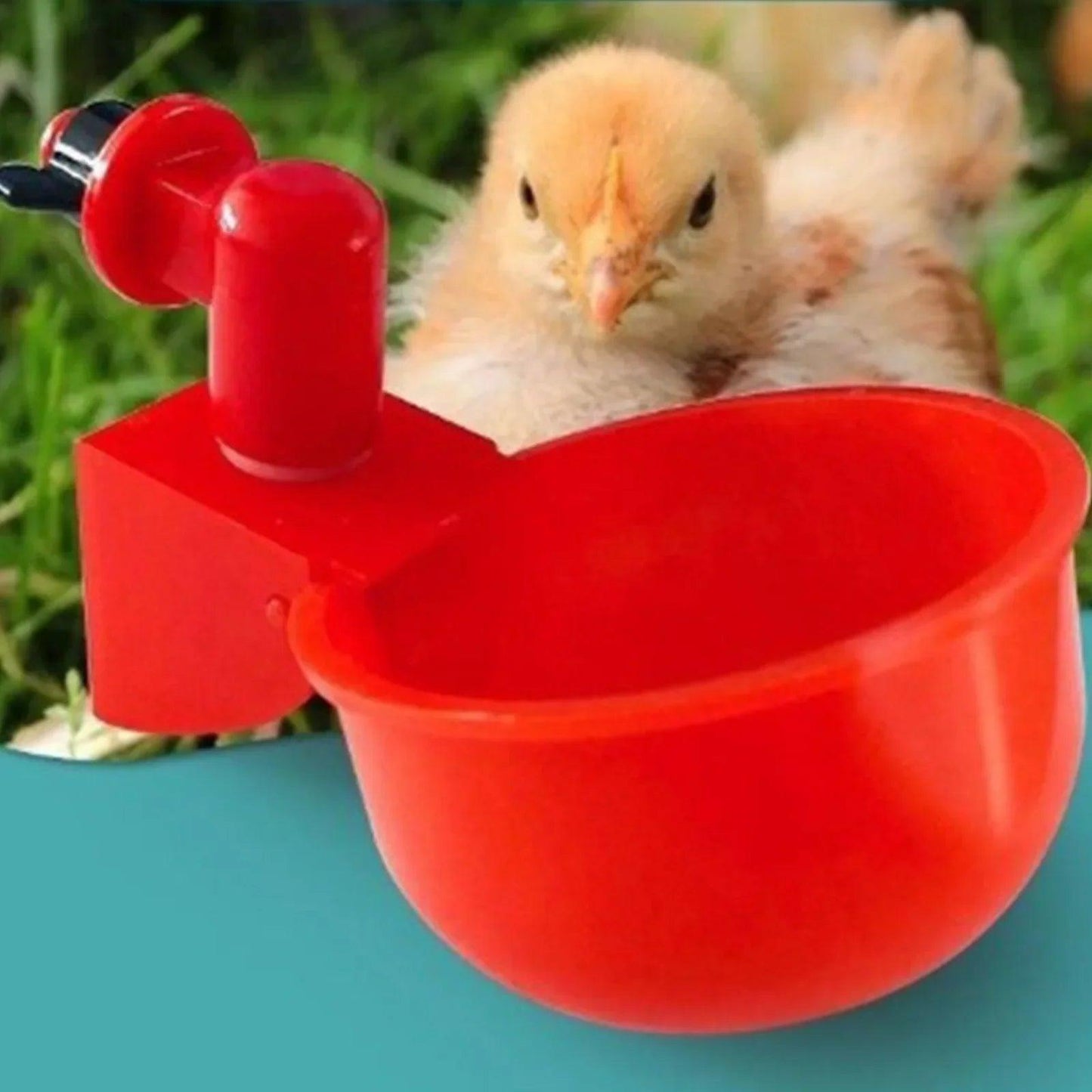 Mangeoire pour poules en plastique rouge avec un jeune poussin en arrière-plan sur l'herbe verte