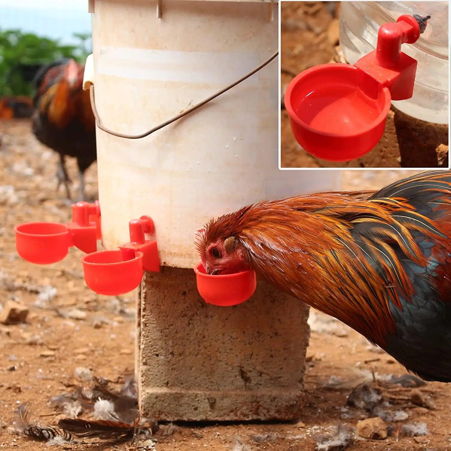 Mangeoire pour poules rouge attachée à un seau, avec poules en train de se nourrir dans un environnement extérieur