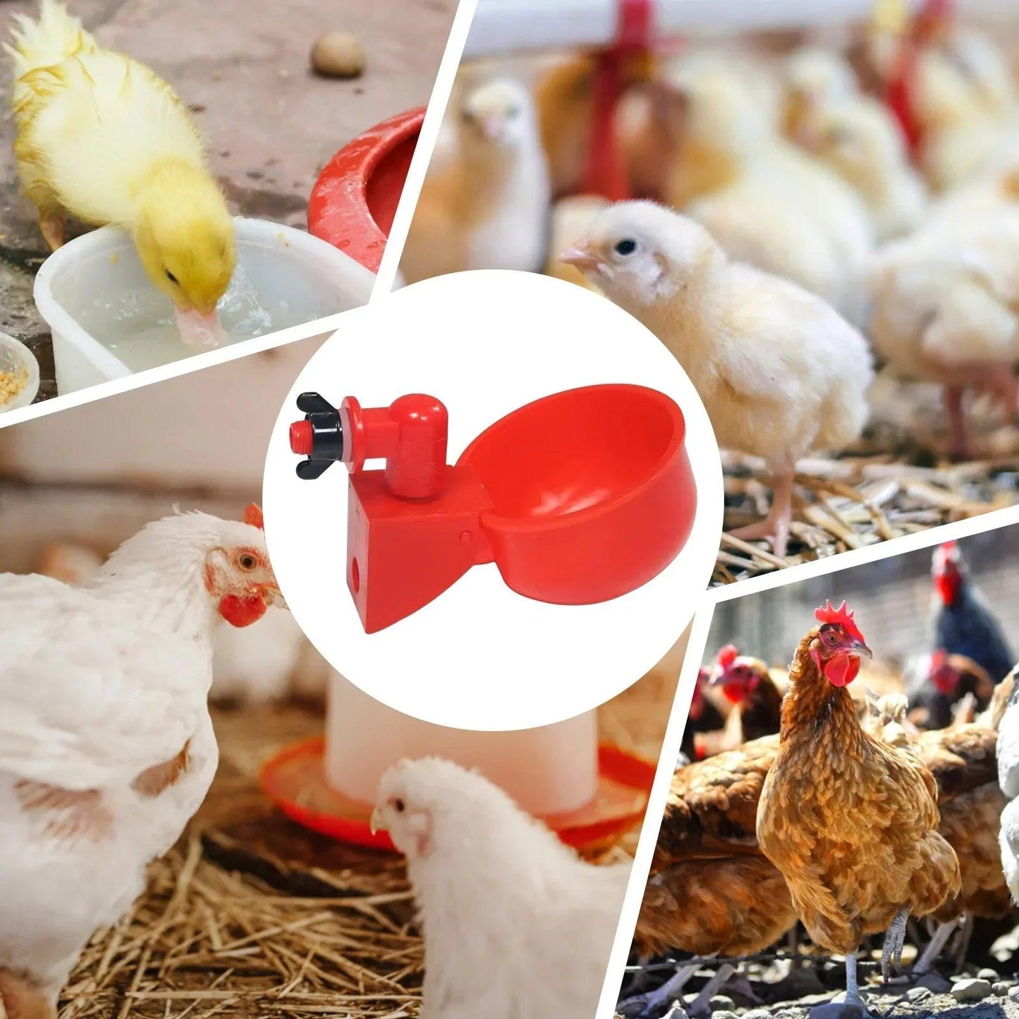 Mangeoire pour poules rouge, idéale pour nourrir les volailles, entourée de jeunes poussins et poules en plein espace naturel