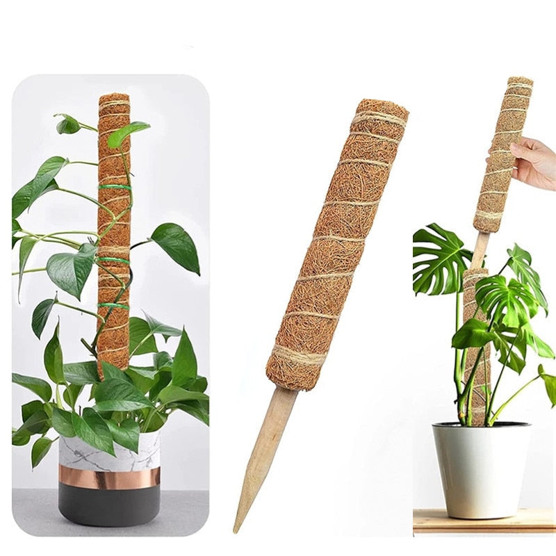 Tuteurs en coco pour plantes, support naturel en coco pour soutenir les plantes d'intérieur avec un design élégant