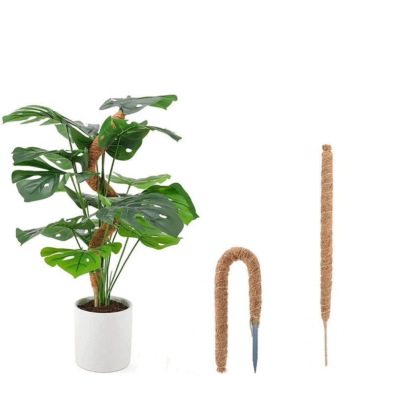 Tuteurs en coco pour plantes soutenant une plante monstera dans un pot blanc, offrant un support naturel et esthétique.