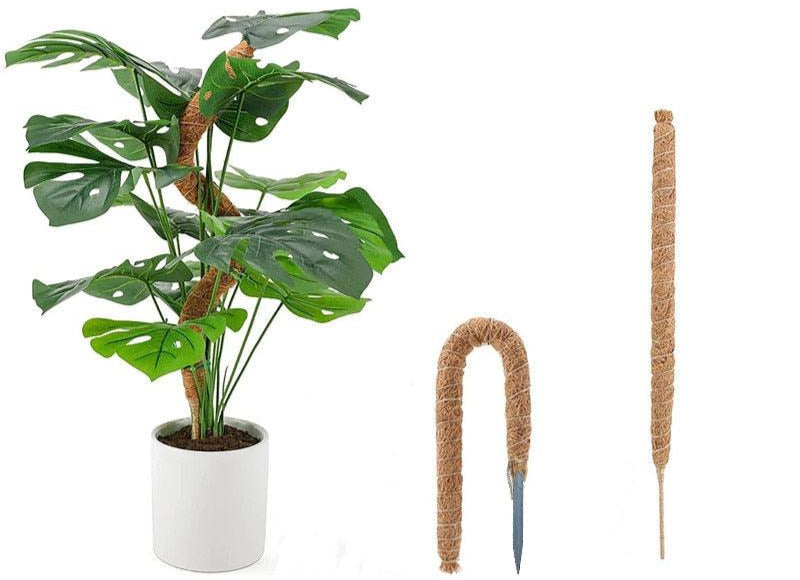 Tuteurs en coco pour plantes soutenant une plante monstera dans un pot blanc, offrant un support naturel et esthétique.